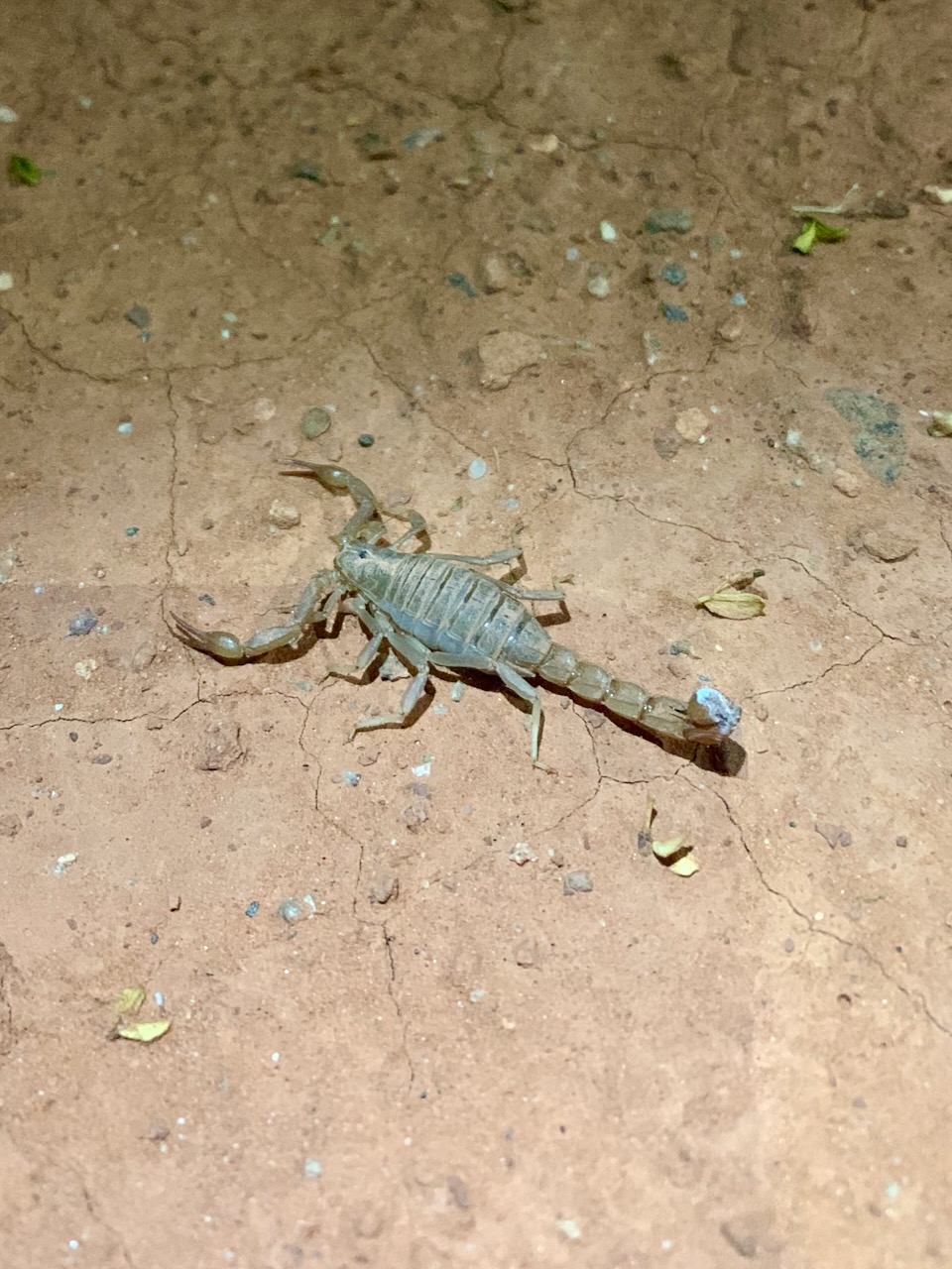 Scorpion on cracked desert floor at night