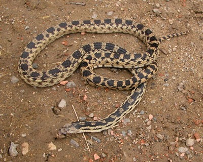 Gopher snake coiled on dirt trail
