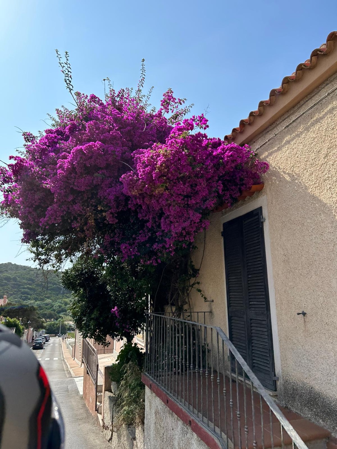 Vibrant magenta bougainvillea cascading over whitewashed stucco wall, narrow village lane, Sardinia